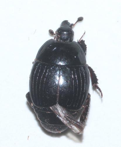 Margarinotus brunneus